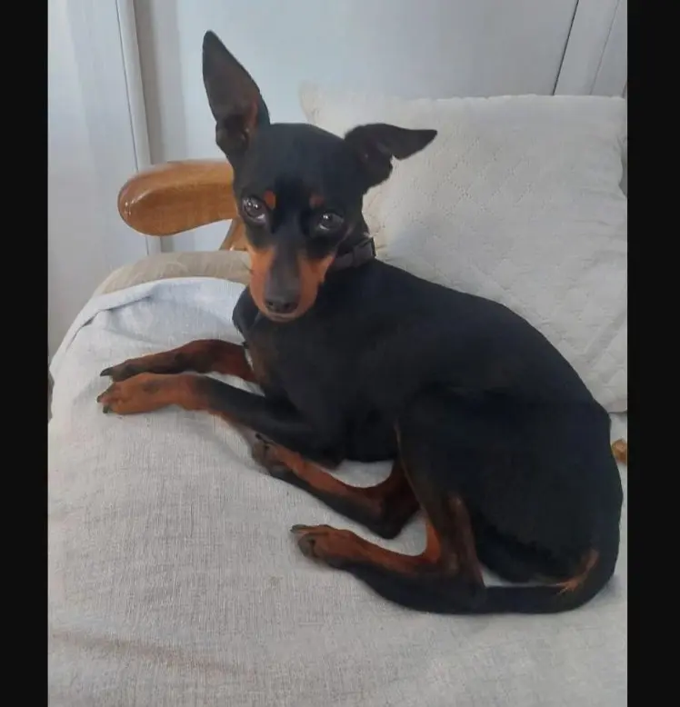 cane reunited   09017 Santu Antiogu/Sant'Antioco Ciro