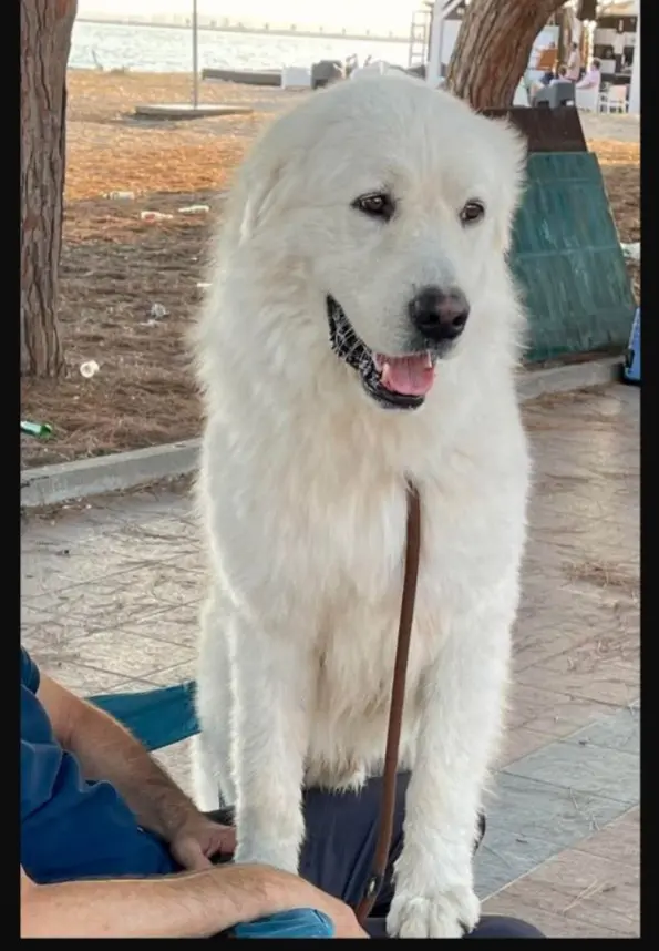 cane reunited   09041 Patiolla/Dolianova Diavolo