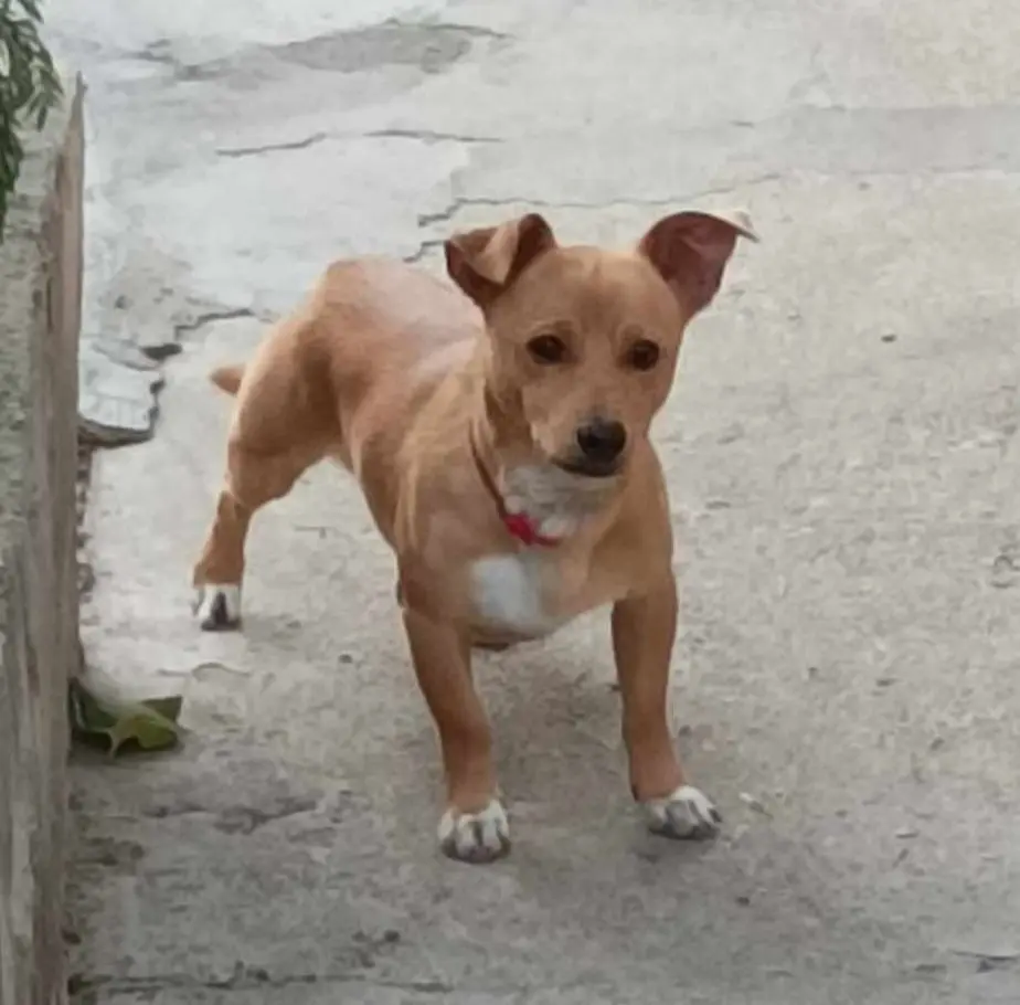 cane reunited   09022 Lunamatrona Furittu