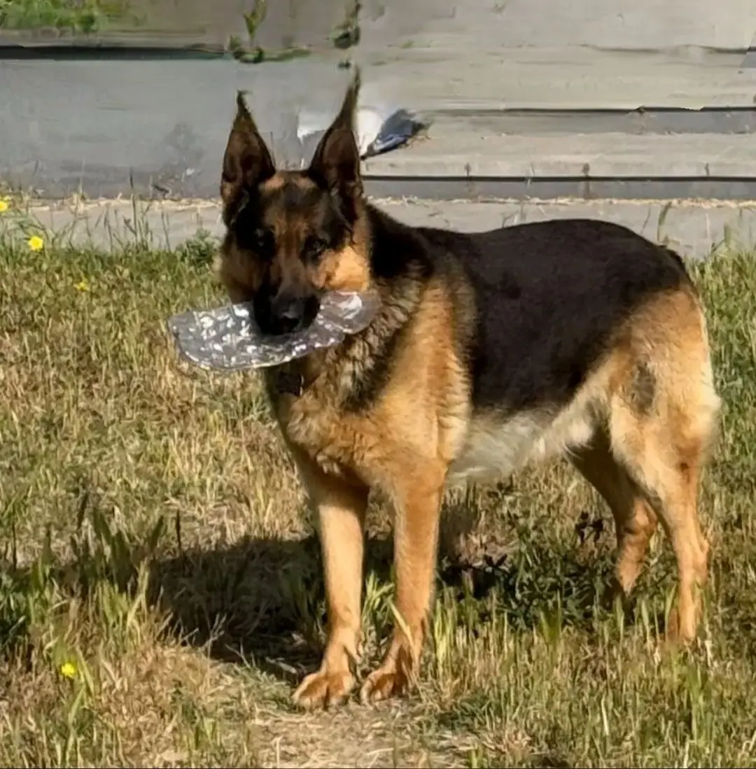 cane reunited   09037 Santu 'Èngiu/San Gavino Monreale Ibra