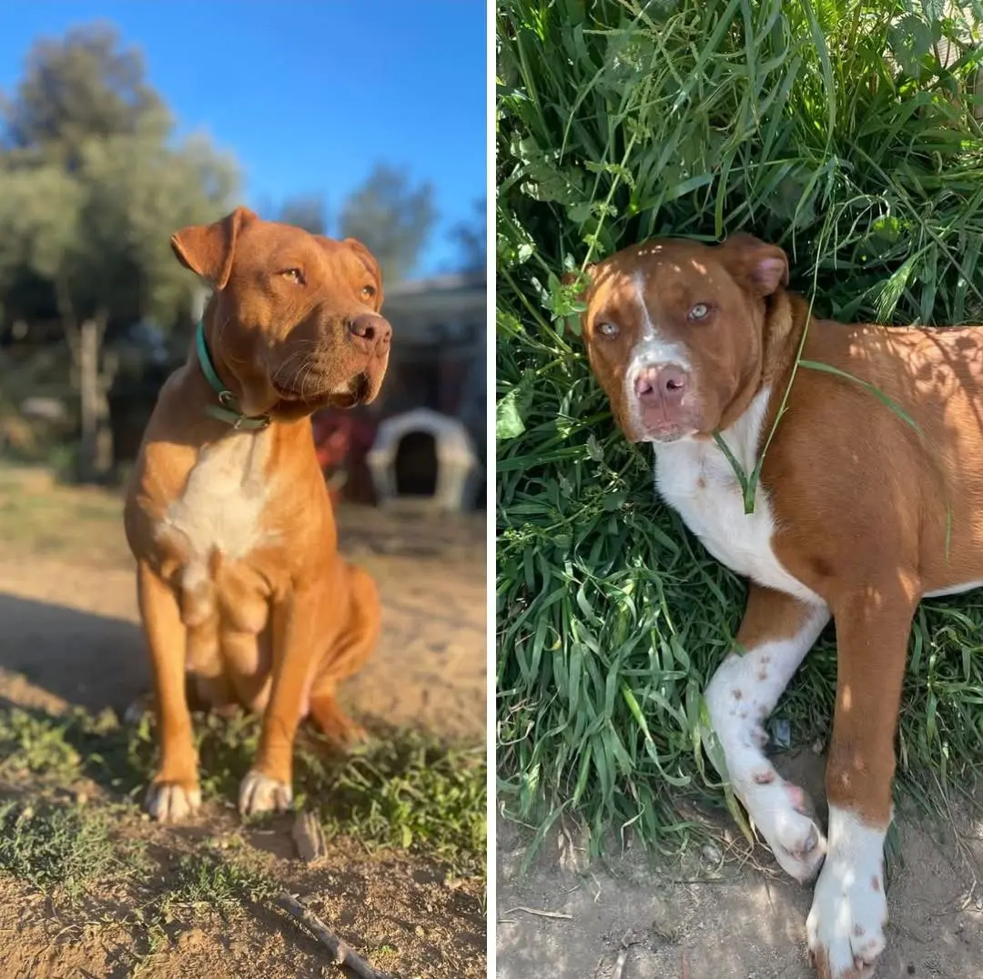 cane reunited   09039 Biddacidru/Villacidro Jango e zulema