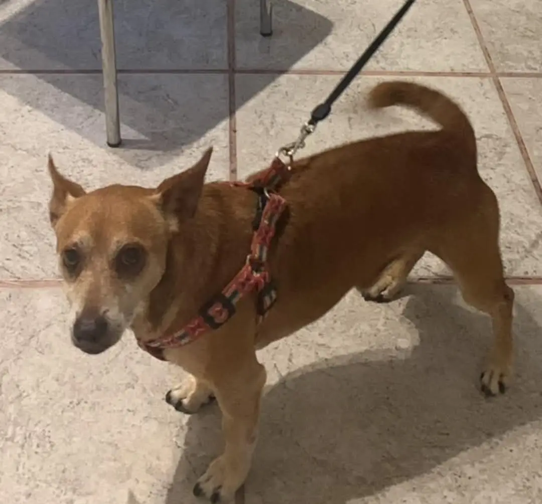 cane reunited   09038 Serramanna Kiko