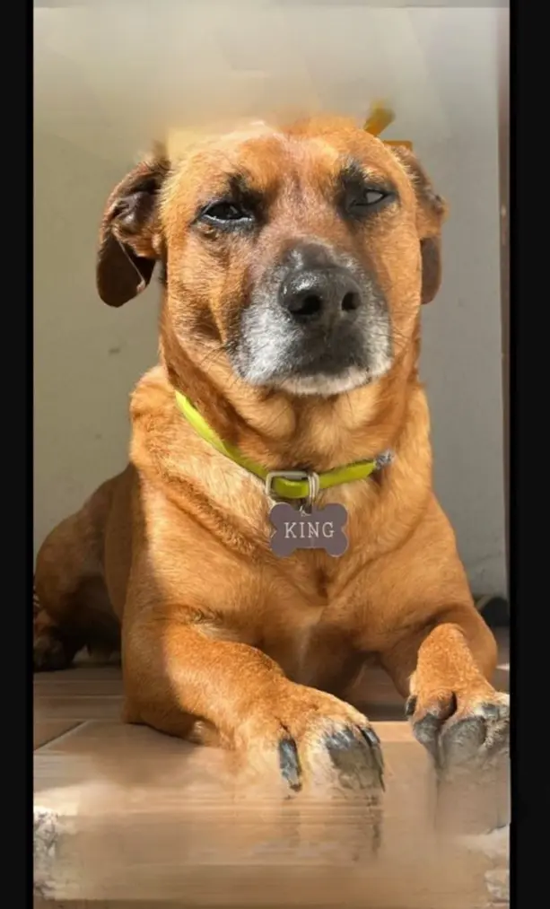 cane reunited   09020 Mara Arbarei/Villamar King