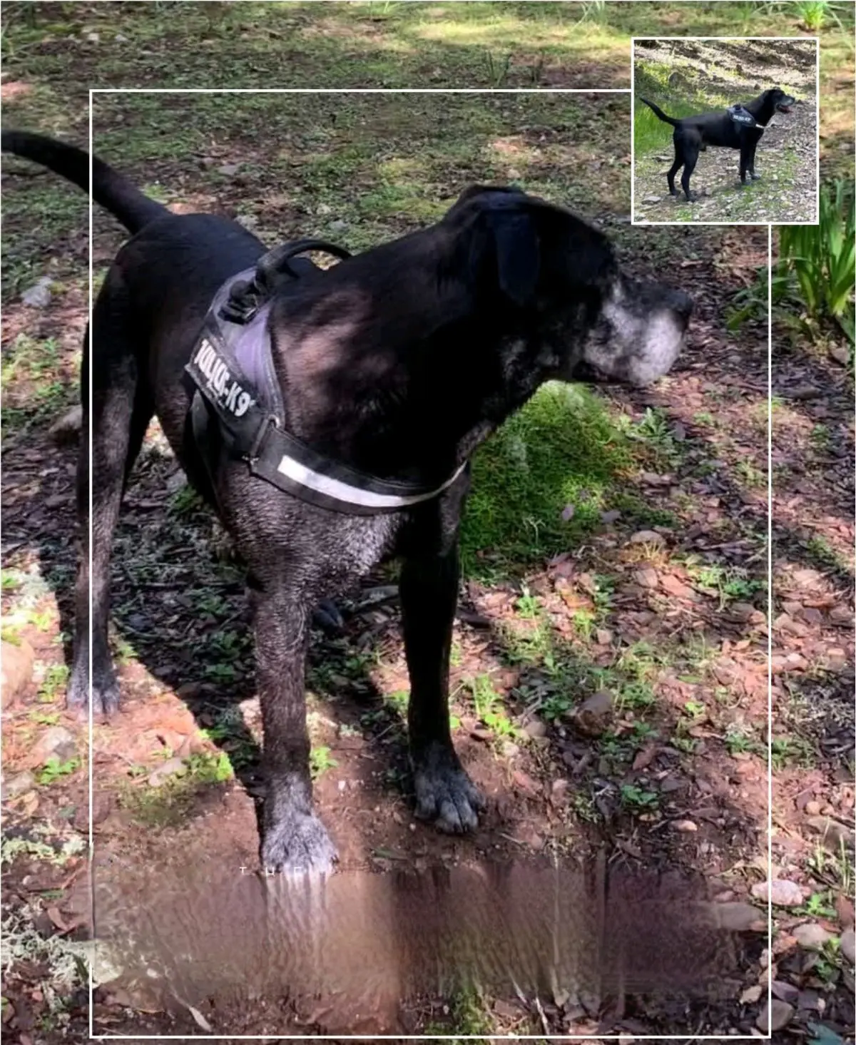 cane reunited   09039 Biddacidru/Villacidro Kobe