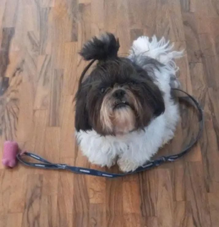 cane reunited   09025 Seddori/Sanluri Martino