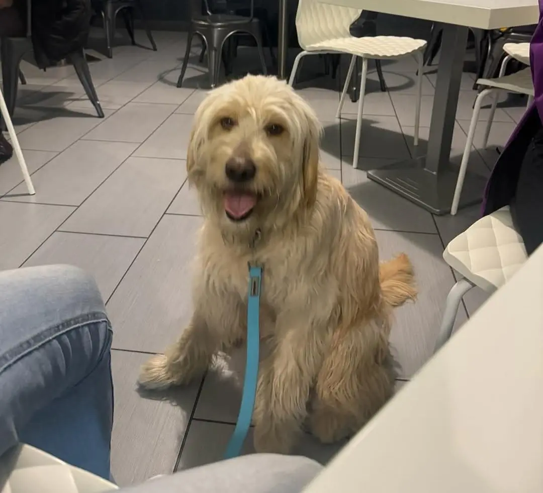 cane reunited   09020 Ùssana/Ussana Otto