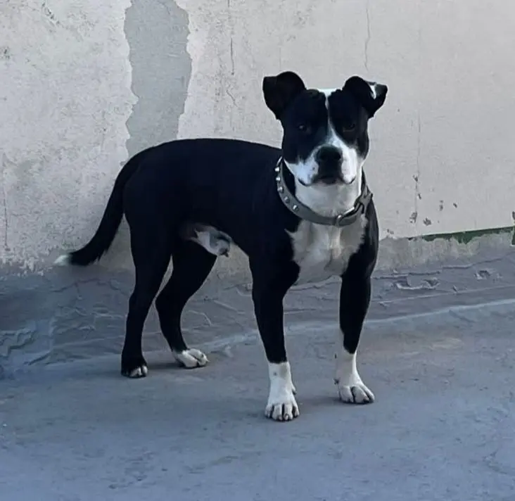 cane reunited   09040 Donori Pablo