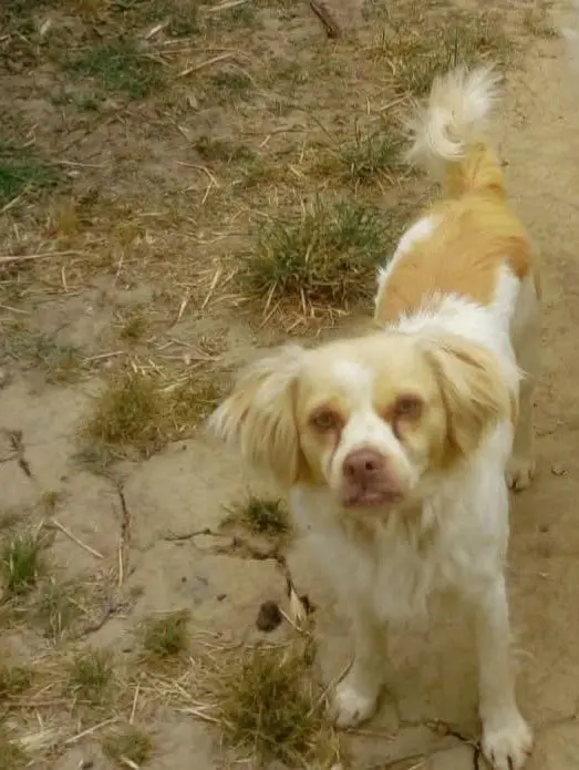 cane reunited   09026 Santu Sparau/San Sperate Pepe