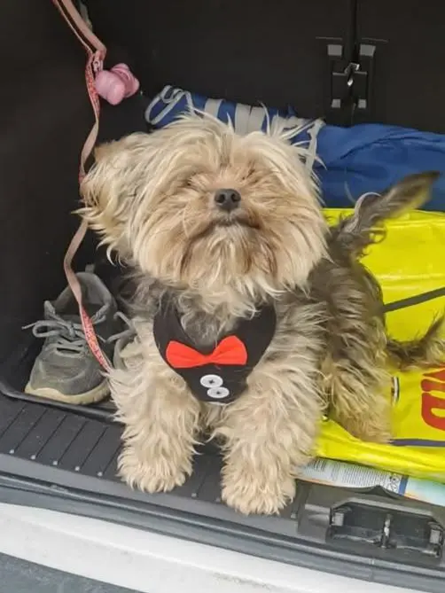 cane reunited   09010 Deximeputzu/Decimoputzu Pikachu