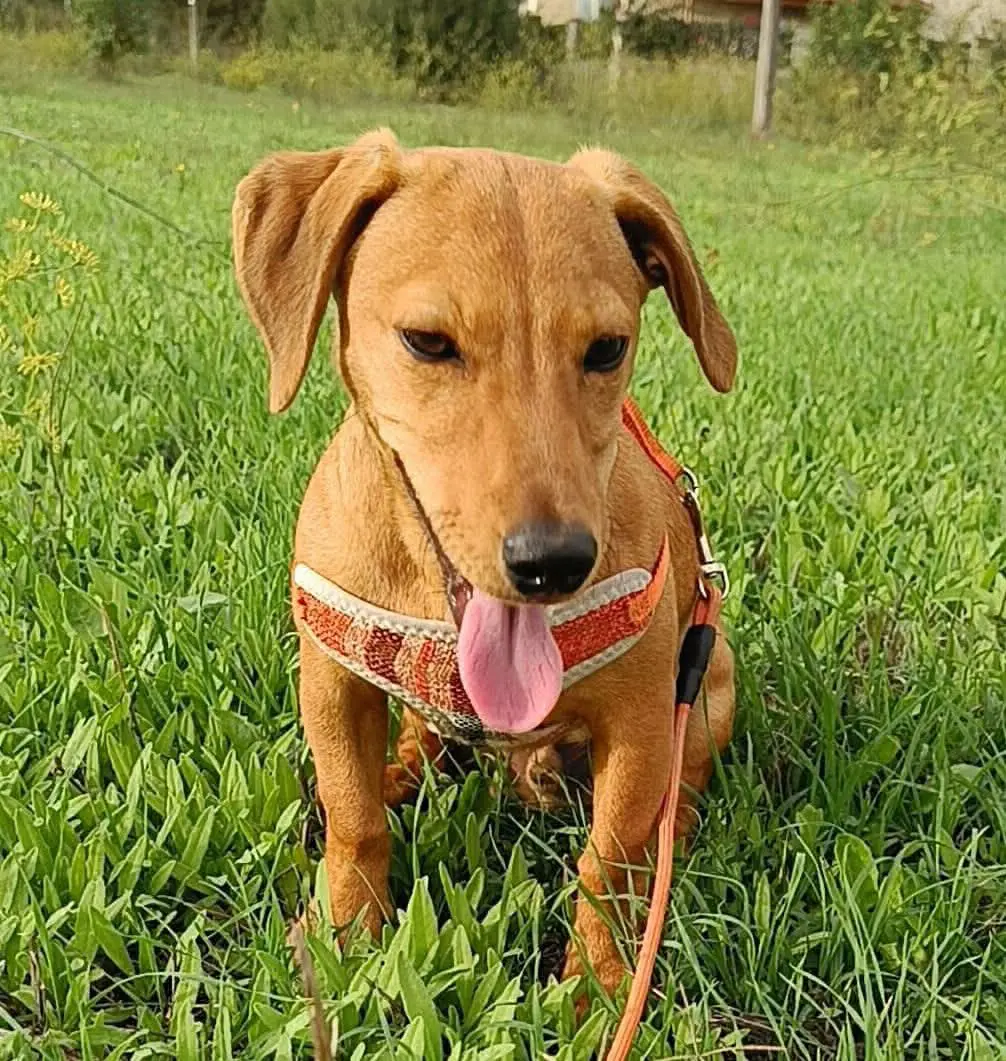 cane reunited   09016 Iglesias Poldo