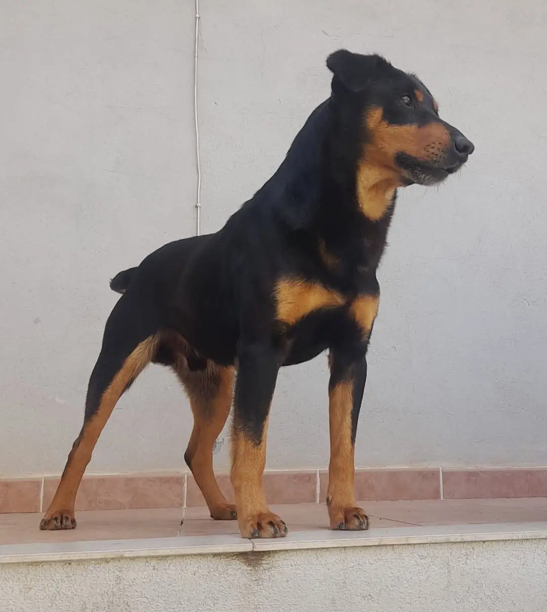 cane reunited   09041 Patiolla/Dolianova Ricky