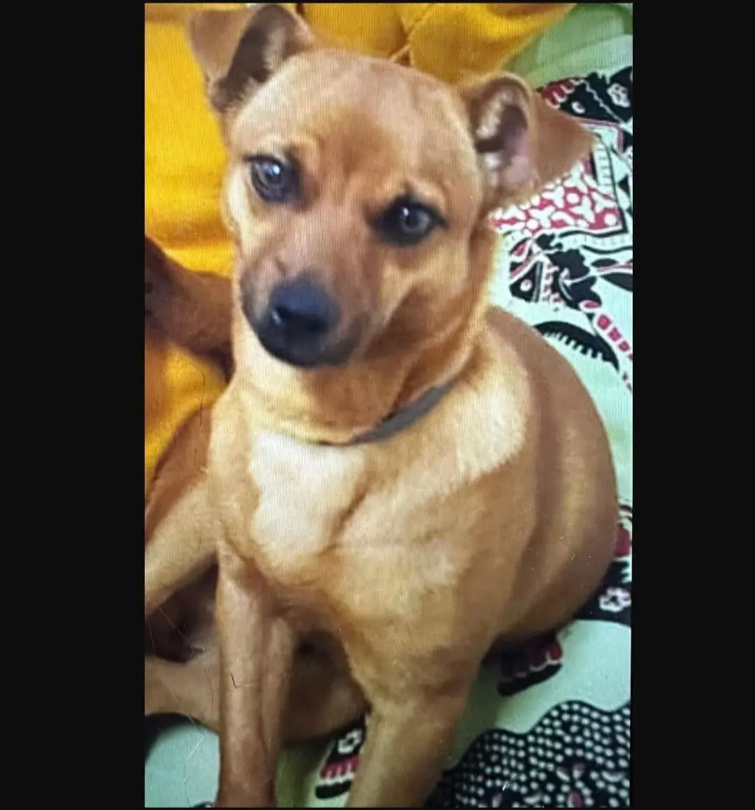 cane reunited   09025 Seddori/Sanluri Tommy