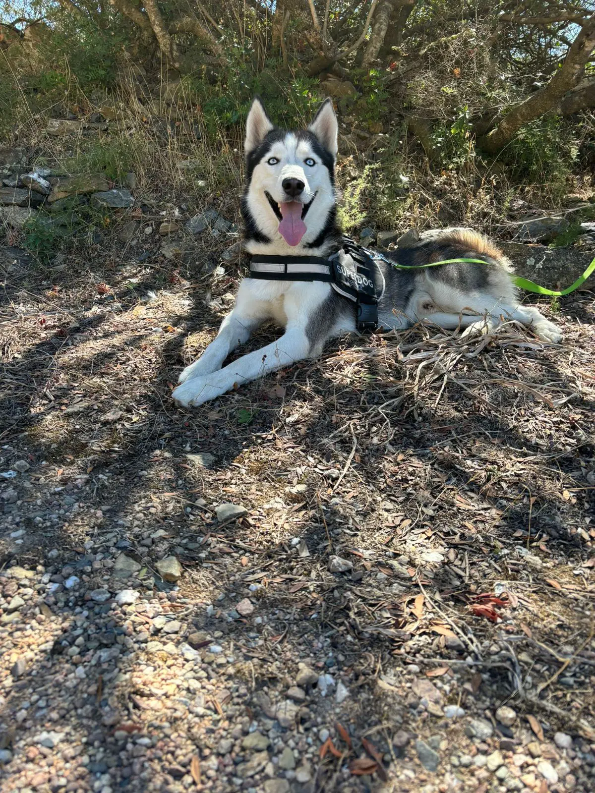 cane reunited   09040 Santu 'Asili 'e Monti/San Basilio Zeus