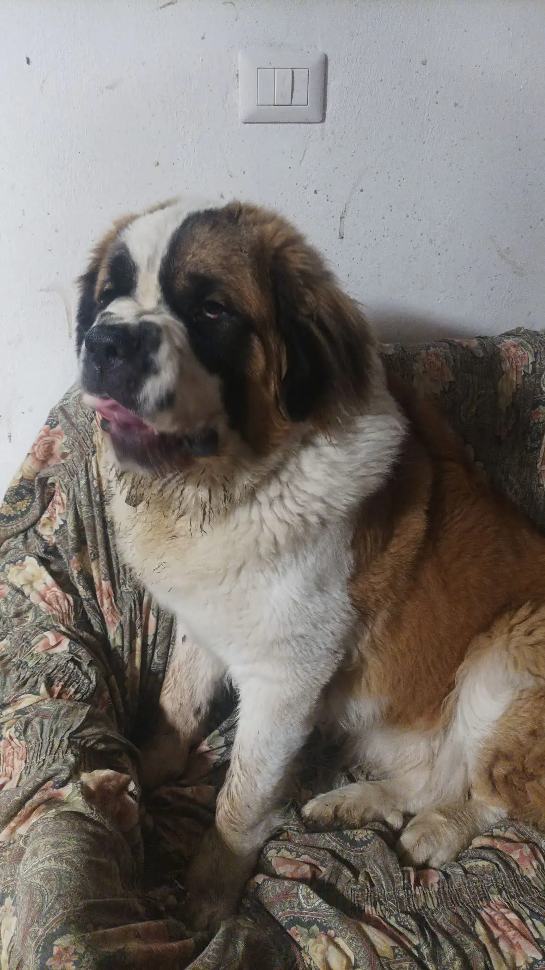 cane reunited    Piana Crixia Nino