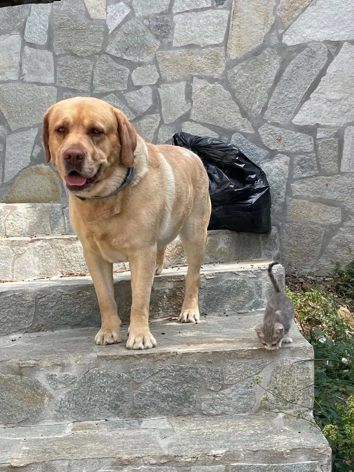 cane reunited   17100 Savone Ice