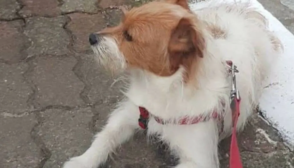 cane reunited   17100 Savone Rhun