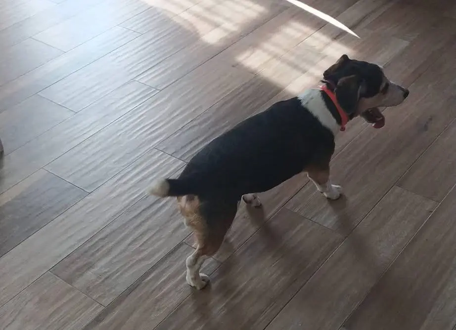 cane reunited    Pallare Ziguli