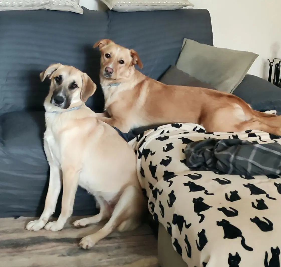 cane reunited    Val della Torre Bernie e sansa