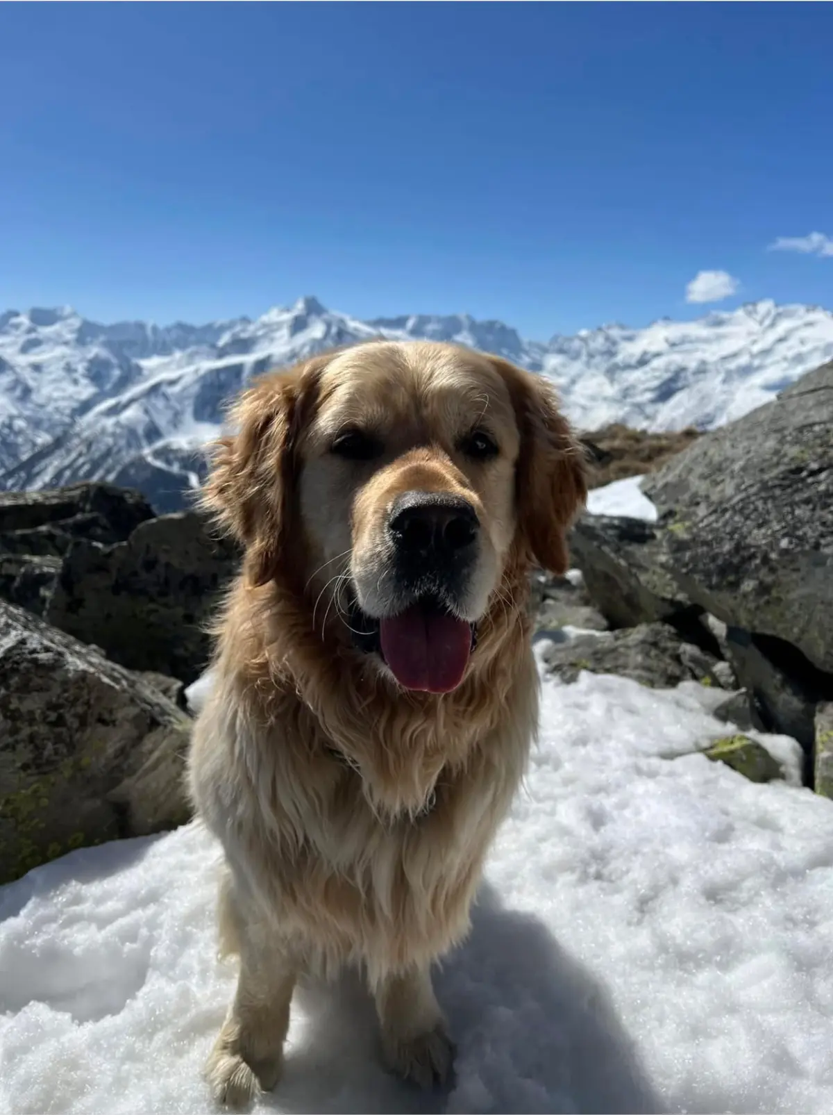 cane reunited    Pont Canavese Cesare