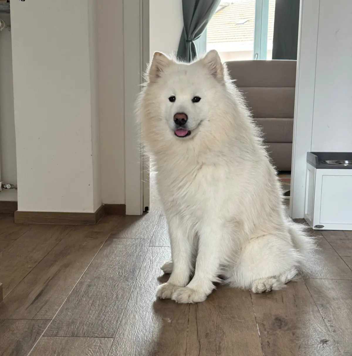 cane reunited    Rivalta di Torino Danubio