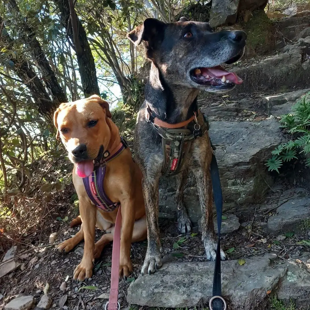 cane reunited    Bricherasio Jerry