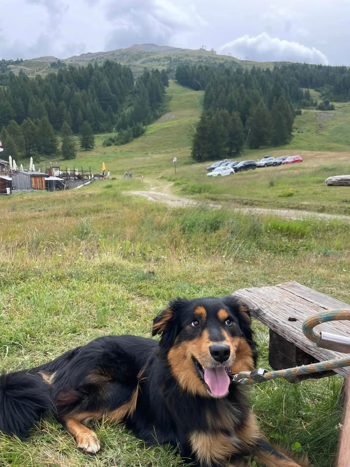 cane reunited   10025 Pino Torinese Oliver