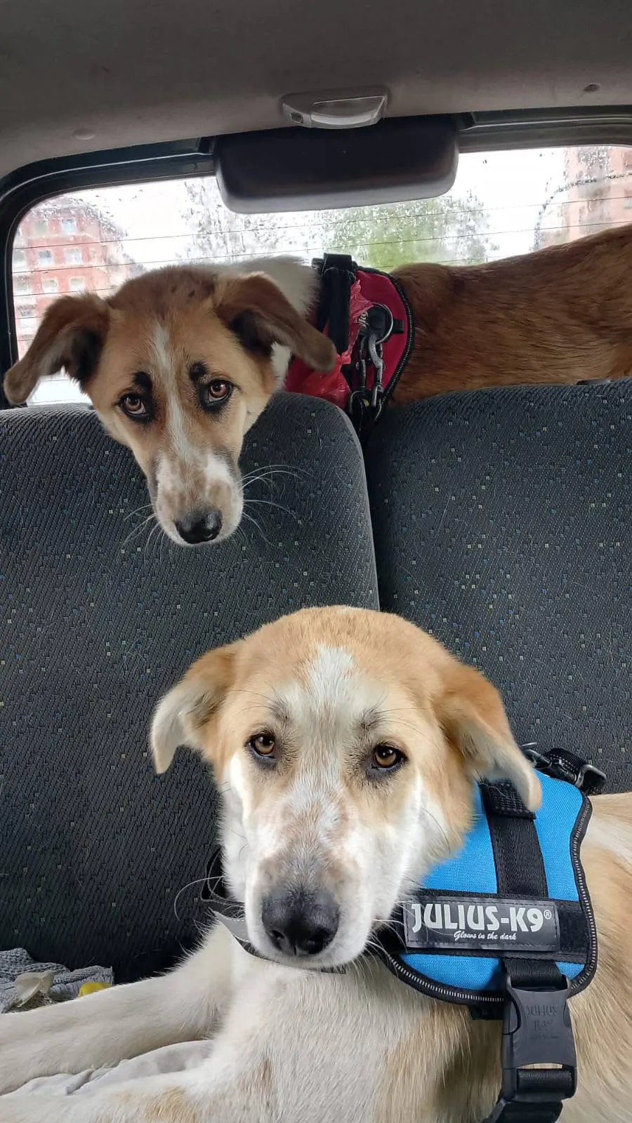 cane reunited    San Carlo Canavese Olmo e tilda