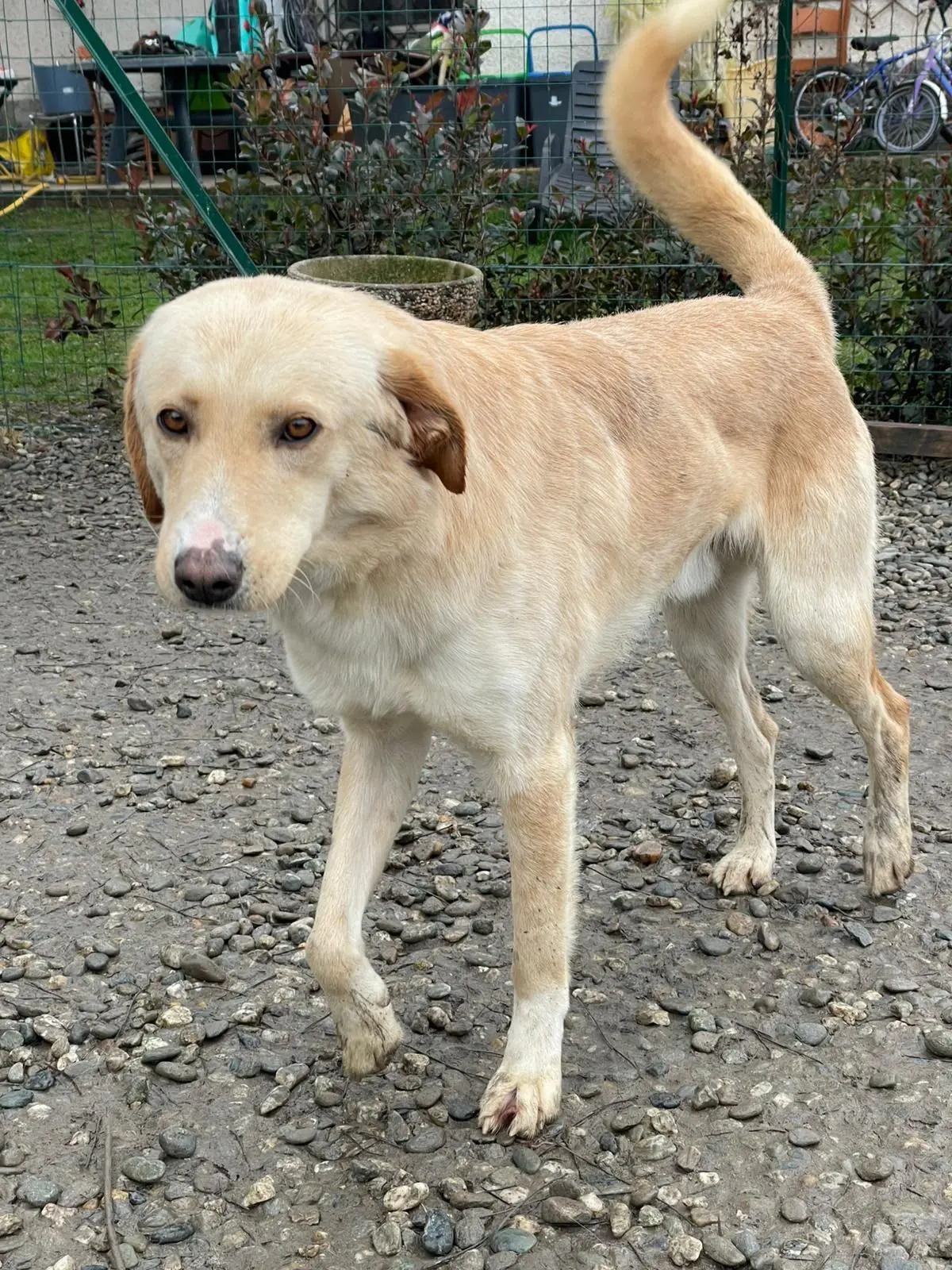 cane reunited    Rivalta di Torino Pepe