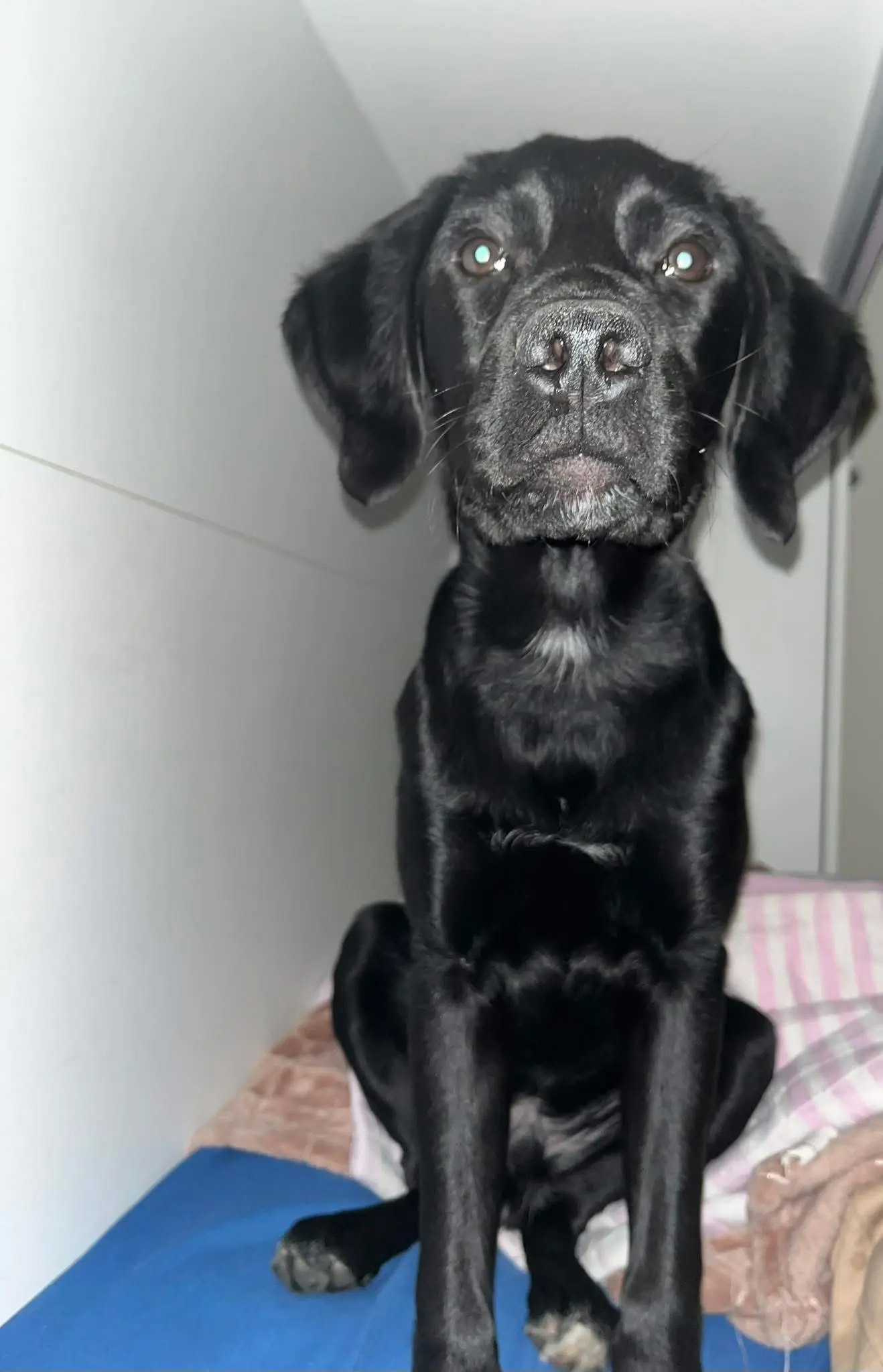 cane reunited    Turin Icy