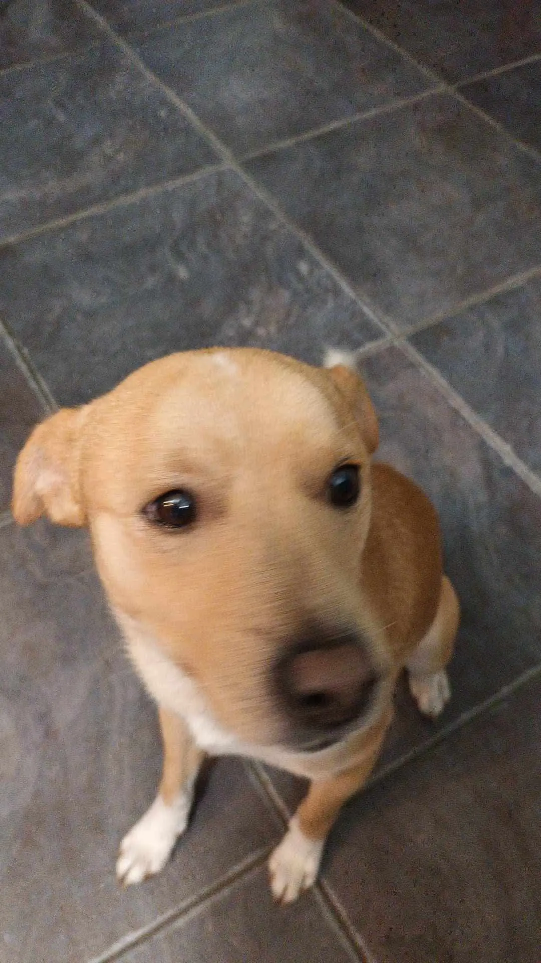 cane reunited    Turin Paco