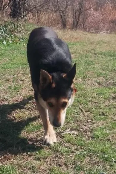 cane reunited    Turin Rex