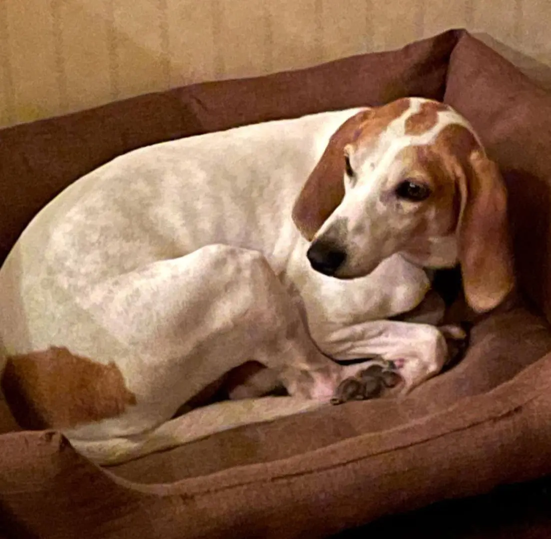 cane reunited   05100 Terni Athos