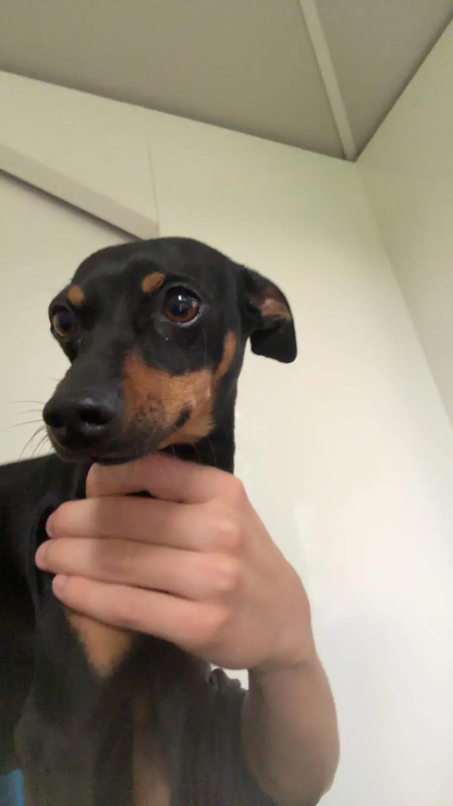 cane reunited   31055 Quinto di Treviso Pippo