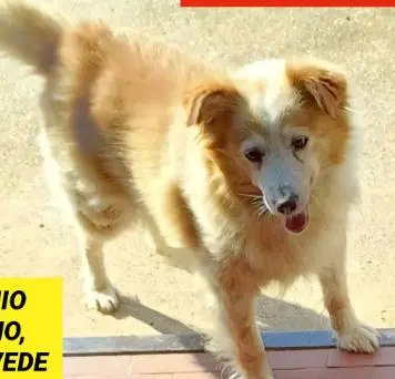 cane reunited   33037 Pasian di Prato / Pasian di Prât Arturo