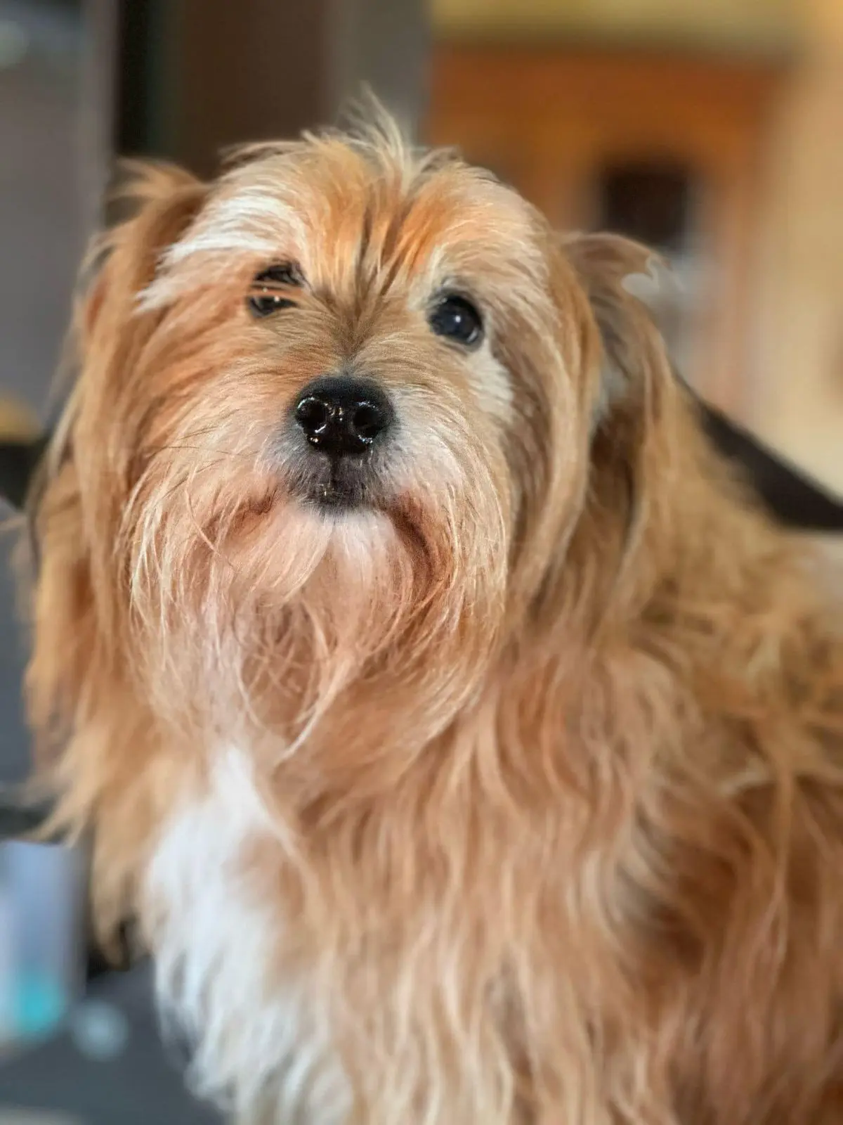 cane reunited   33050 Bicinicco / Bicinins Forrest