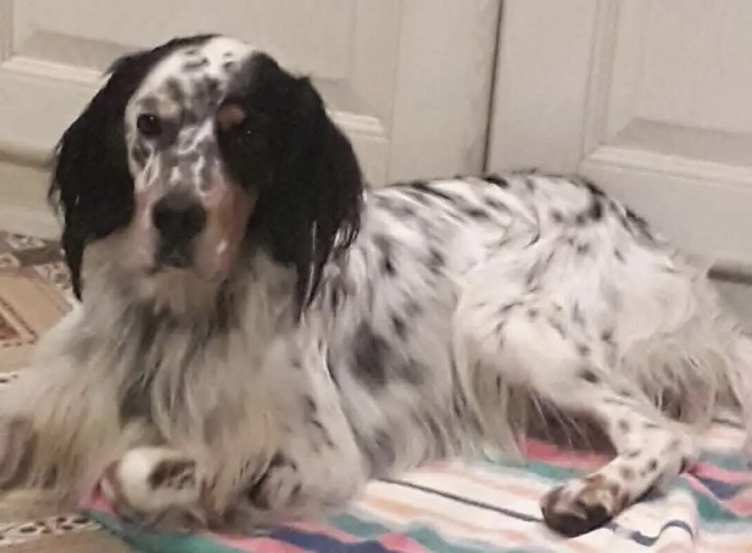 cane reunited   33040 Faedis Happy