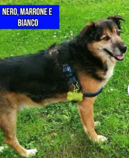 cane reunited   33030 Majano Tayson