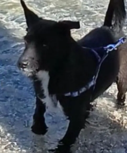 cane reunited   33030 Majano Thor