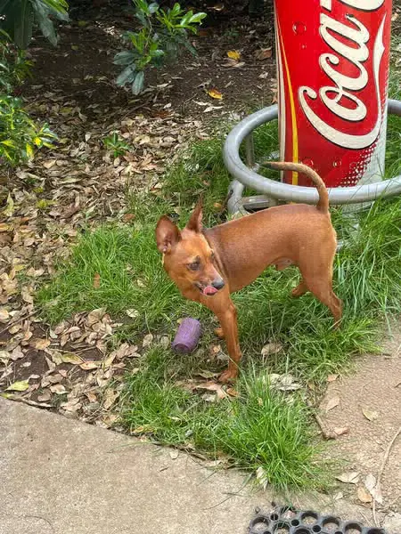 cane reunited   33010 Tavagnacco Pierino