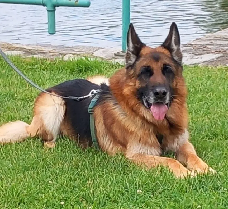 cane reunited   21019 Somma Lombardo Atos