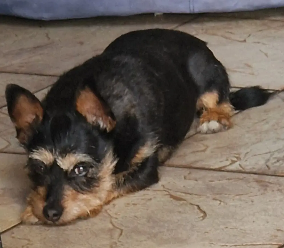 cane reunited   21057 Olgiate Olona Jerry