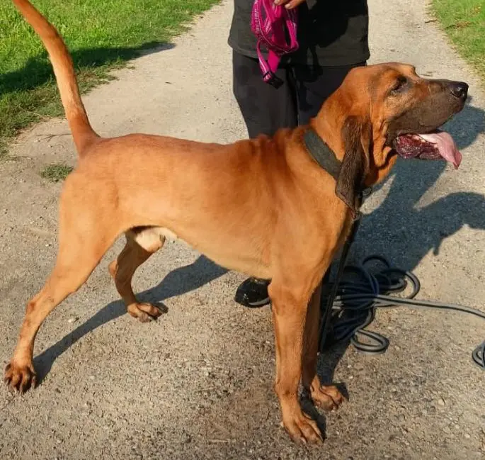 cane reunited    Cairate Lafayette