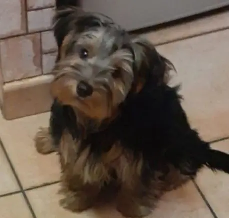 cane reunited   21019 Somma Lombardo Love