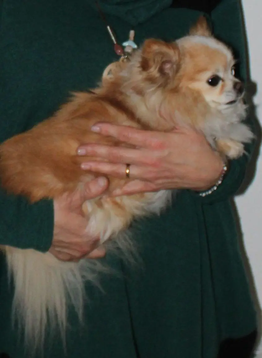 cane reunited   21029 Vergiate Pepe