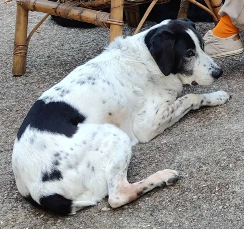 cane reunited    Varèse Limón