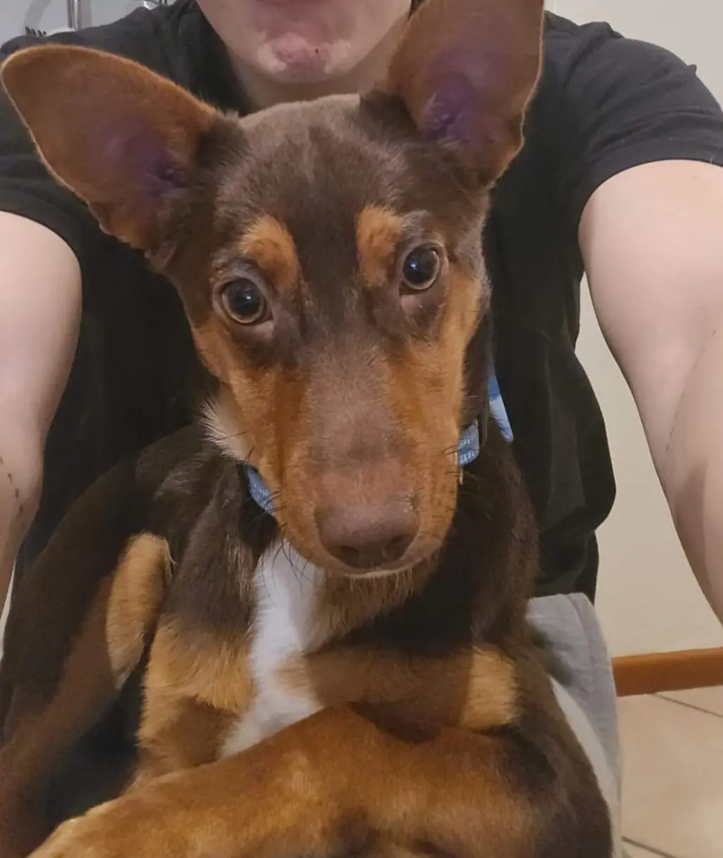 cane reunited   13017 Quarona Blur