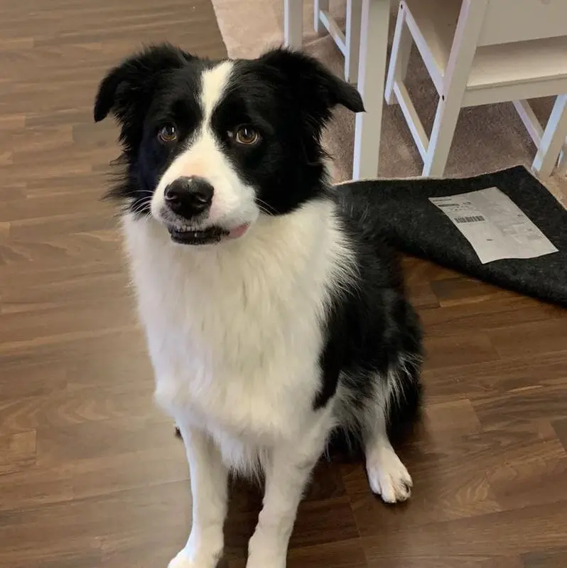 cane reunited   36010 Zanè Non