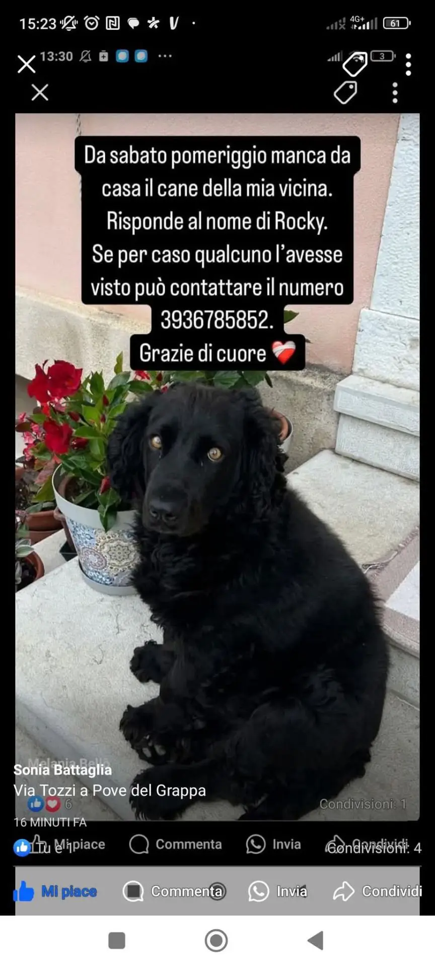 cane reunited   36043 Camisano Vicentino Rocky