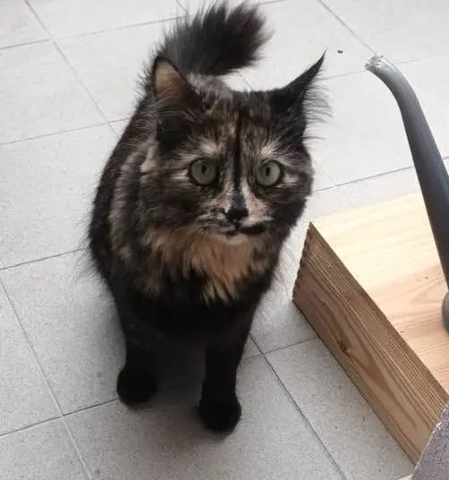 gatta lost  Piazza Innocenzo Manzetti 11100 Aosta Maelle