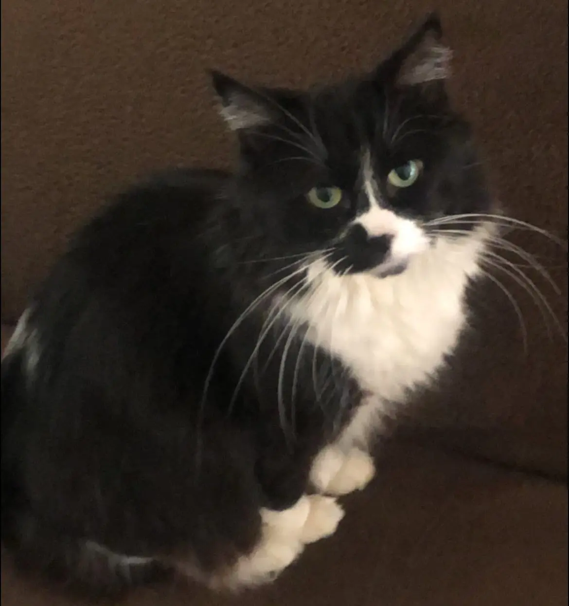 gatta lost  Place Innocenzo Manzetti 11100 Aoste Ciccia